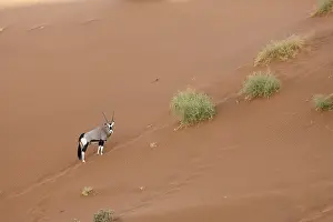Spebuck in Sossusvlei, Oryx gazella