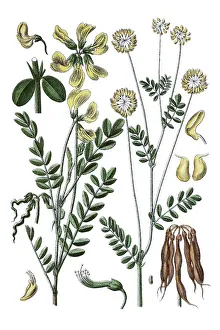 Species of Coronilla (Coronilla comosa) on the left