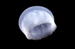 Species of Jellyfish (Medusozoa sp)