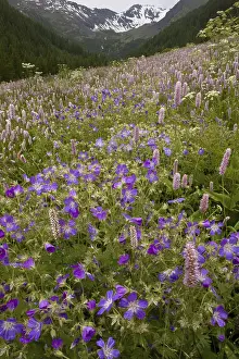 Species-rich alpine meadow, with Bistart's and Woodcreeper