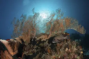 Species-rich coral reef, Raja Ampat