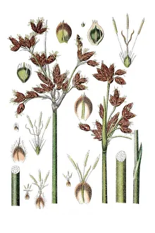 Species of sedge (Cyperus lacustris)