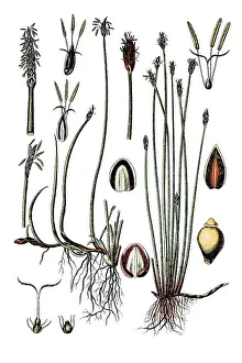 Species of sedge (Cyperus paluster) on the left