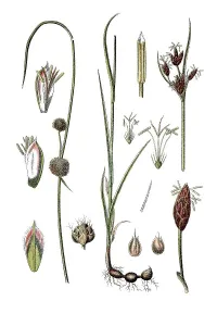 Two species of sedges