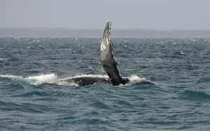 Species-specific pec slap, slap with the pectoral fin