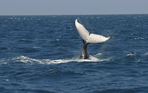 Species-specific tail slap, slap of the tail fin