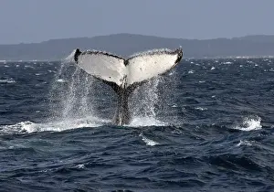 Species-specific tail slap, slap of the tail fin