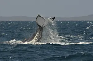 Species-specific tail slap, slap of the tail fin