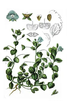 Species of Veronica (Veronica tournefortii)