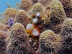 Several specimens of Christmas tree worm (Spirobranchus giganteus) on stony coral