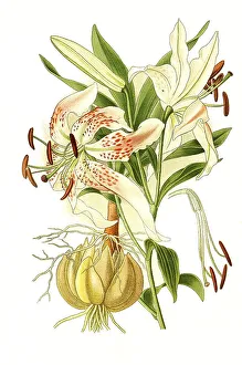 Speciosum, Showy Lily (Lilium)