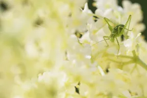 Speckled bush-cricket (Leptophyes punctatissima)