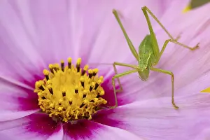 Speckled bush cricket (Leptophyes punctatissima) adult insect on a garden Cosmos flower in the summer