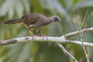 Speckled Chachalaca (Ortalis guttata) perched on a branch in Manu National Park