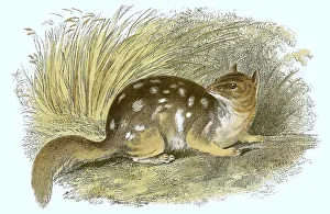 Speckled dasyure (Neophascogale lorentzi)