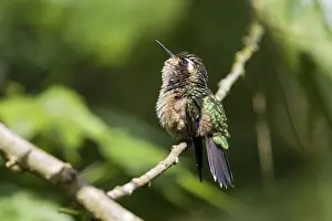 Speckled Hummingbird (Adelomyia melanogenys)