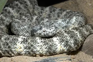 Speckled rattlesnake (Crotalus mitchelii pyrrhus)