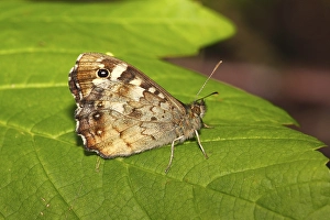 Speckled Wood (Parage aegeria) butterfly sitting on a leaf