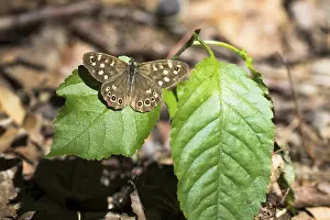 Speckled wood (Pararge aegeria)