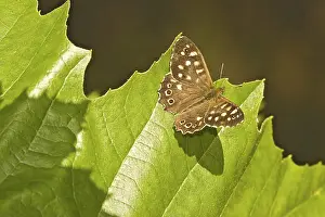 Speckled Wood (Pararge Aegeria) Butterfly