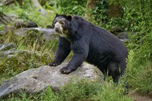 Spectacled bear (Tremarctos ornatus)