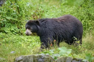 Spectacled bear (Tremarctos ornatus)