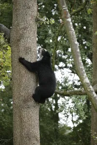 Spectacled bear (tremarctos ornatus)