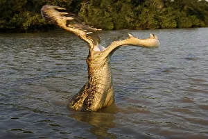 Spectacled Caiman (caiman crocodilus)