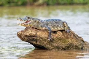 Spectacled caiman (Caiman crocodilus yacara), Crocodile (Alligatoridae), crocodile (Crocodylia), animal sunbathing on a rock in the water, Pantanal, inland, wetland, UNESCO Biosphere Reserve, World Heritage Site, wetland biotope, Mato Grosso