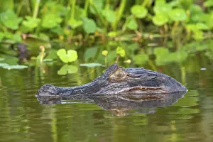 Spectacled caiman (Caiman crocodilus yacara)