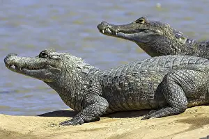 Spectacled caimans, (Caiman crocodilus) two animals
