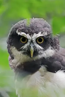Spectacled Owl (Pulsatrix perspicillata)