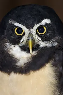 Spectacled Owl (Pulsatrix perspicillata)