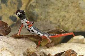Spectacled salamander (Salamandrina perspicillata)