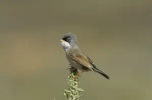 Spectacled Warbler (Sylvia conspicillata)