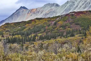 Spectacular colored mountains and fall scenery along the Richardson Highway