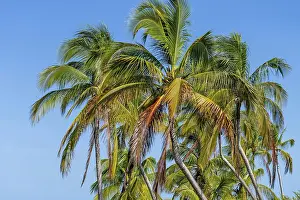 Spectacular Yucatan Vista: Azure and emerald waters blend as coconut trees sway in the Caribbean trade winds