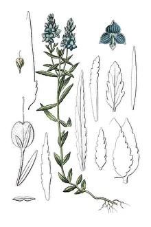 Speedwell (Veronica dubia dentata)