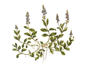 Speedwell, Veronica officinalis