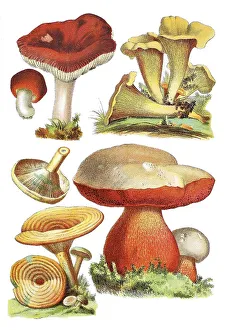 Speiteaeubling, Kirschroter Spei-Taeubling