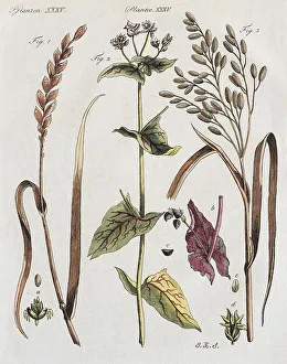 Spelt (Triticum aestivum), bookWheat (Fagopyrum) and rice (Oryza sativa)