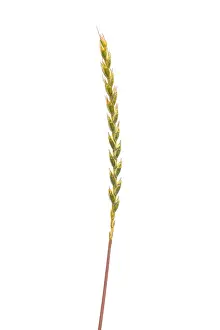 Spelt (Triticum aestivum), cereal