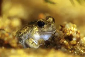 Spencers Burrowing Frog
