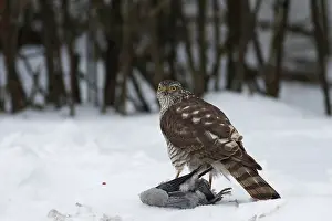 Sperber, Accipiter nisus, Eurasian sparrowhawk