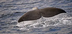 Sperm whale or cachalot (Physeter catadon) descending