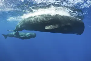 Sperm whale mother with calf, Physeter macrocephalus