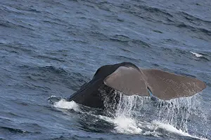 Sperm whale (Physeter)