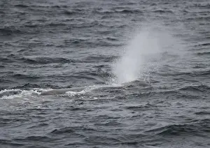 Sperm whale Physeter catodon appearing off the island of Vesteralen