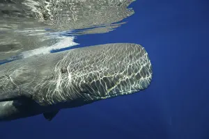 Sperm whale, Physeter catodon, Azores