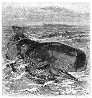 Sperm whale (Physeter catodon) a cetacean of the suborder toothed whales common in all oceans
